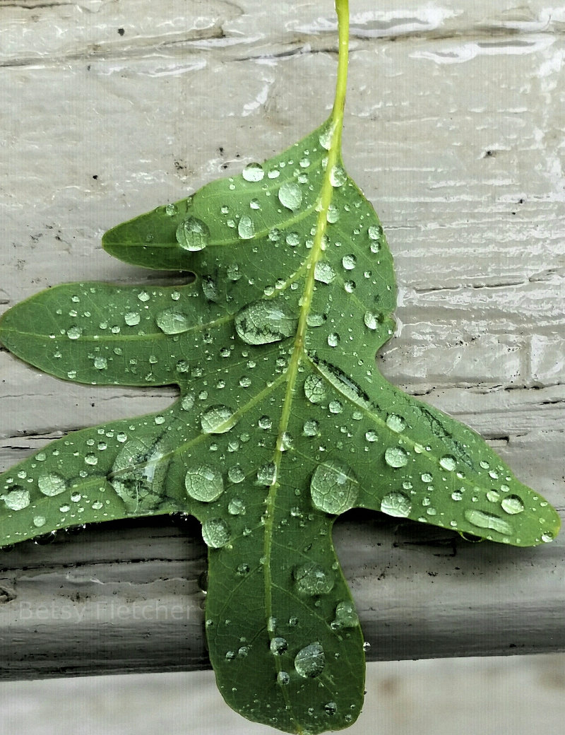 Raindrops in Barboursville, VA