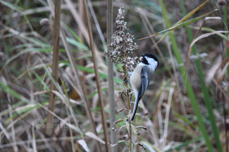 Chickadee in Minnesota