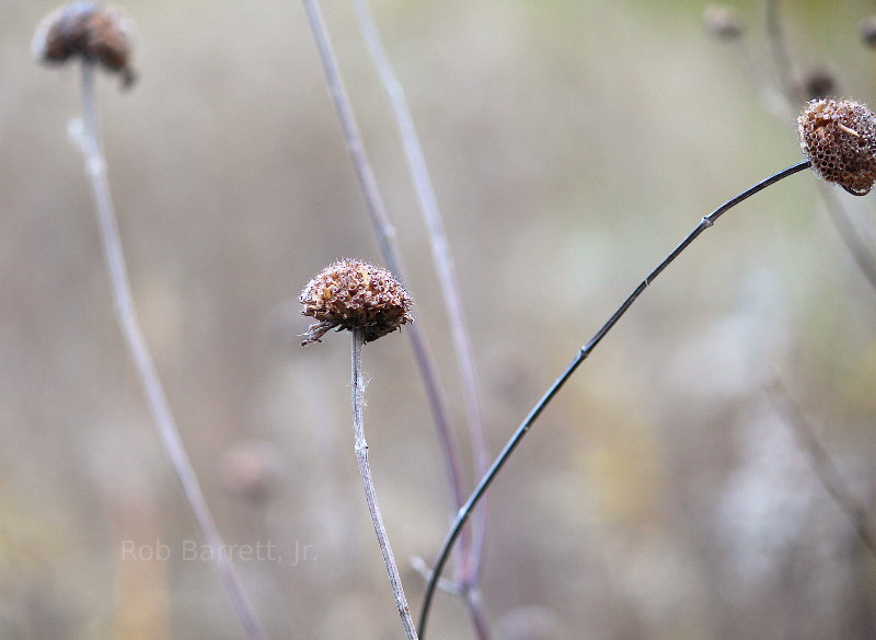 nature dried flowers in Minnesota