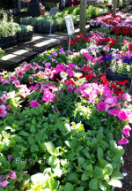 Flower Market in Barboursville, Virginia