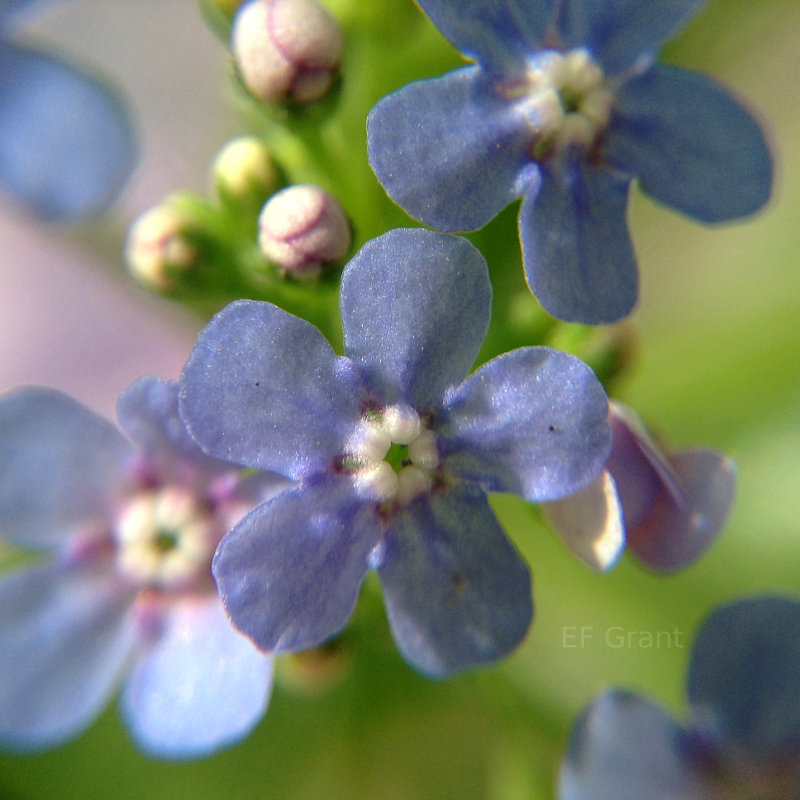 Forget-me-not in Indiana