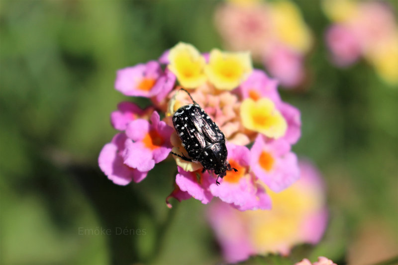 Flowers and bugs in Greece