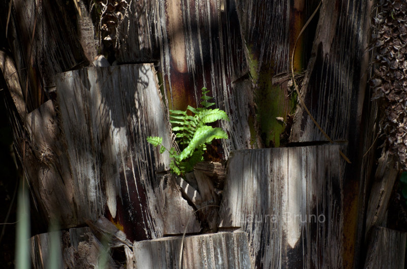 Fern in Brazil