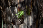 Fern in Brazil