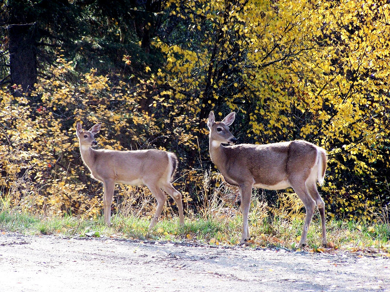 Deer, Whitetail Doe and fawn in Montana