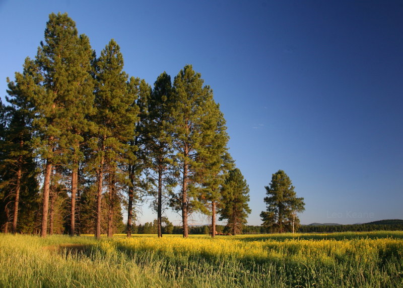 Yellow Canola in Ponderosa Pines