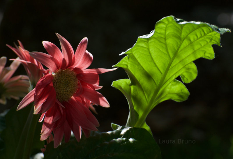 Beautiful flowers in Brazil