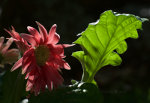 Beautiful flowers in Brazil