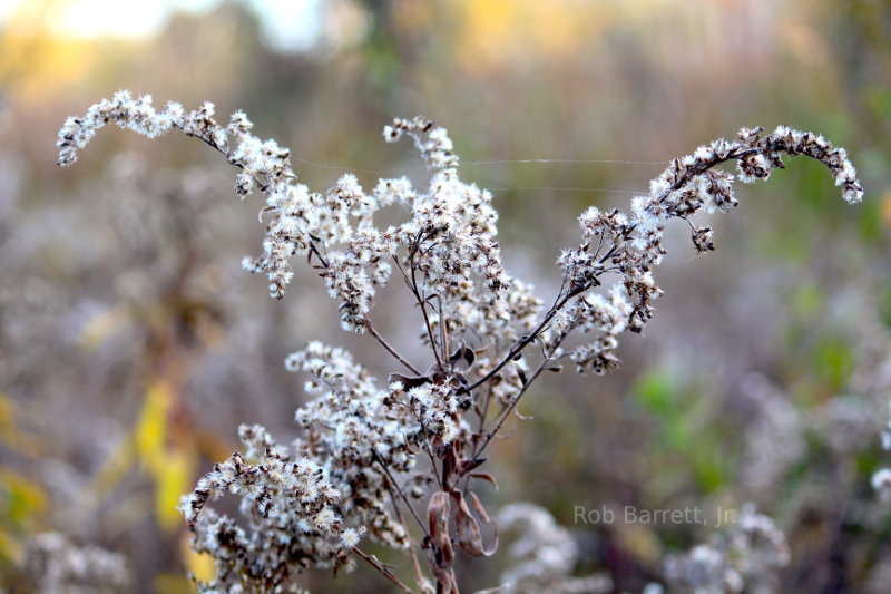 Flora and Fauna