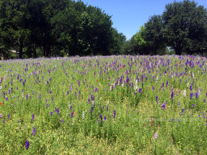 Wildflowers in Texas