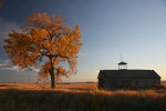 Golden light and golden wheat in Montana