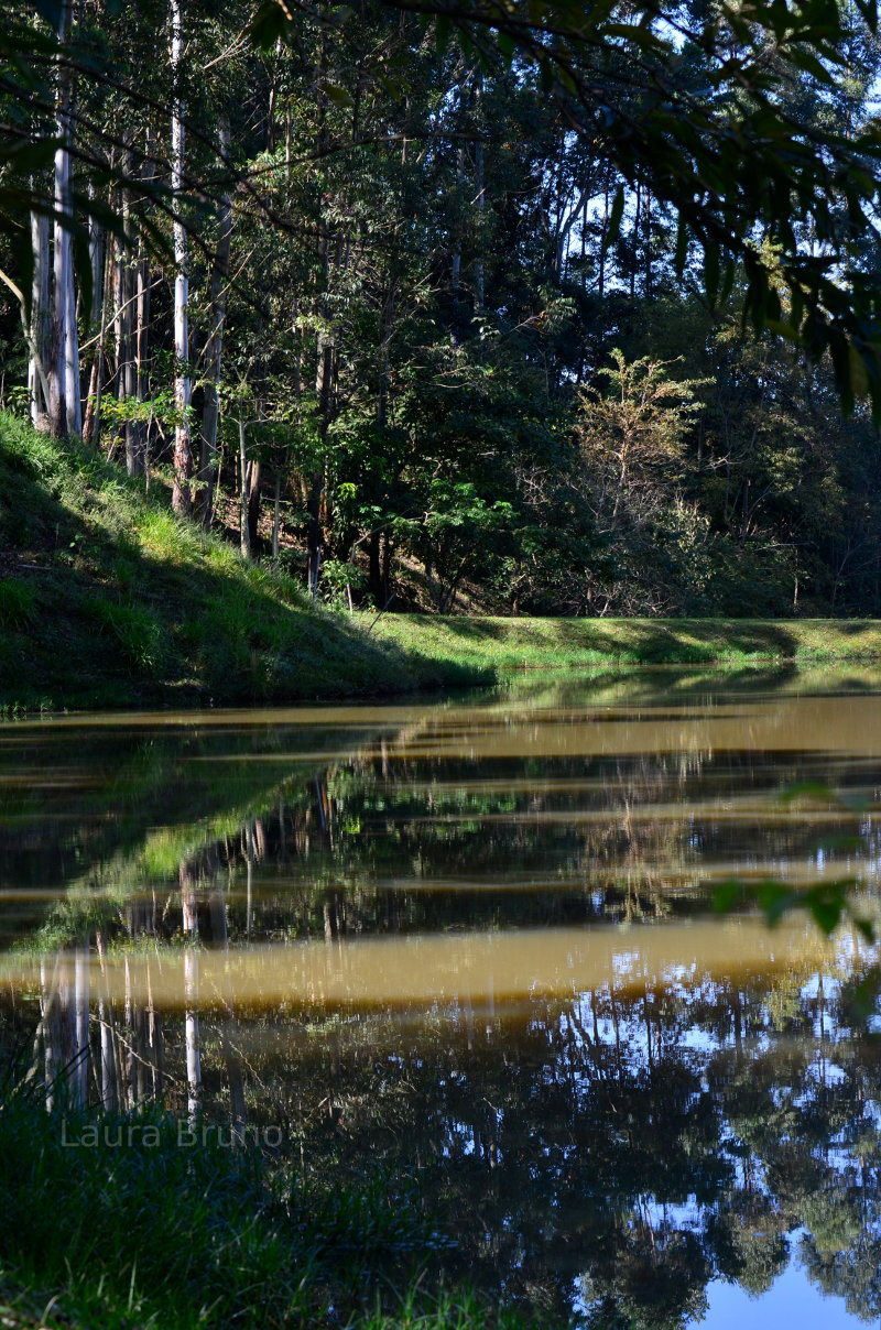 Brazilian lake in a forest 