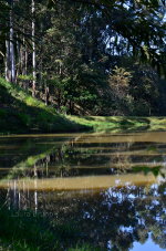 Brazilian lake in a forest 