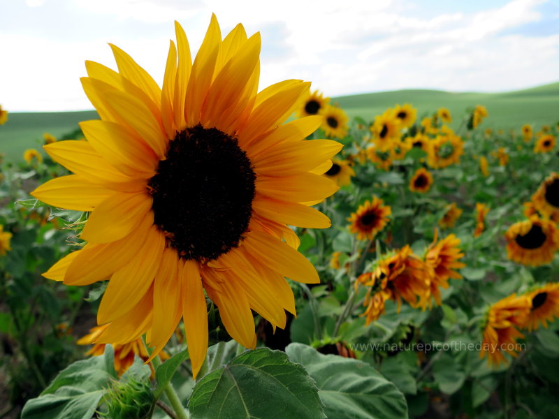 Sunflowers