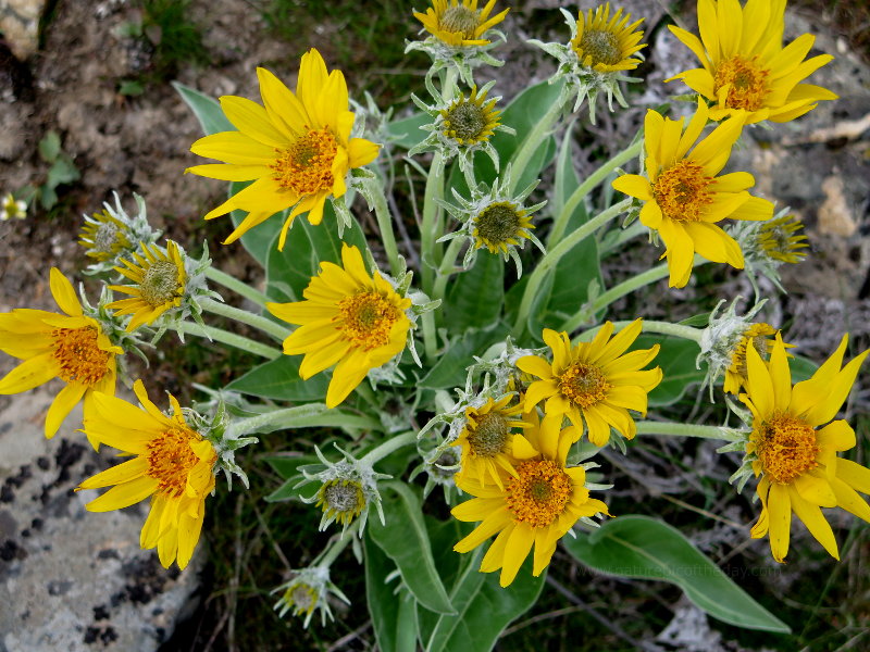 Yellow flowers