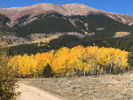 Gold Aspens in Colorado