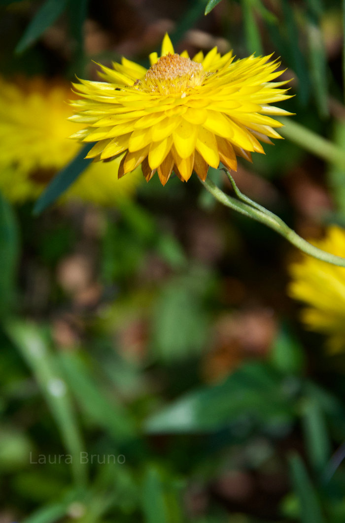 Beautiful Brazilian Flower