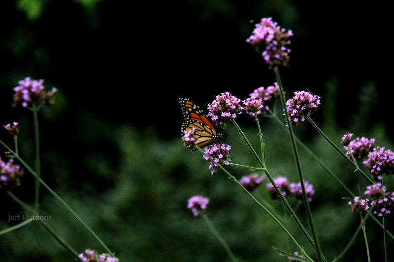 Beautiful butterfly in Virginia