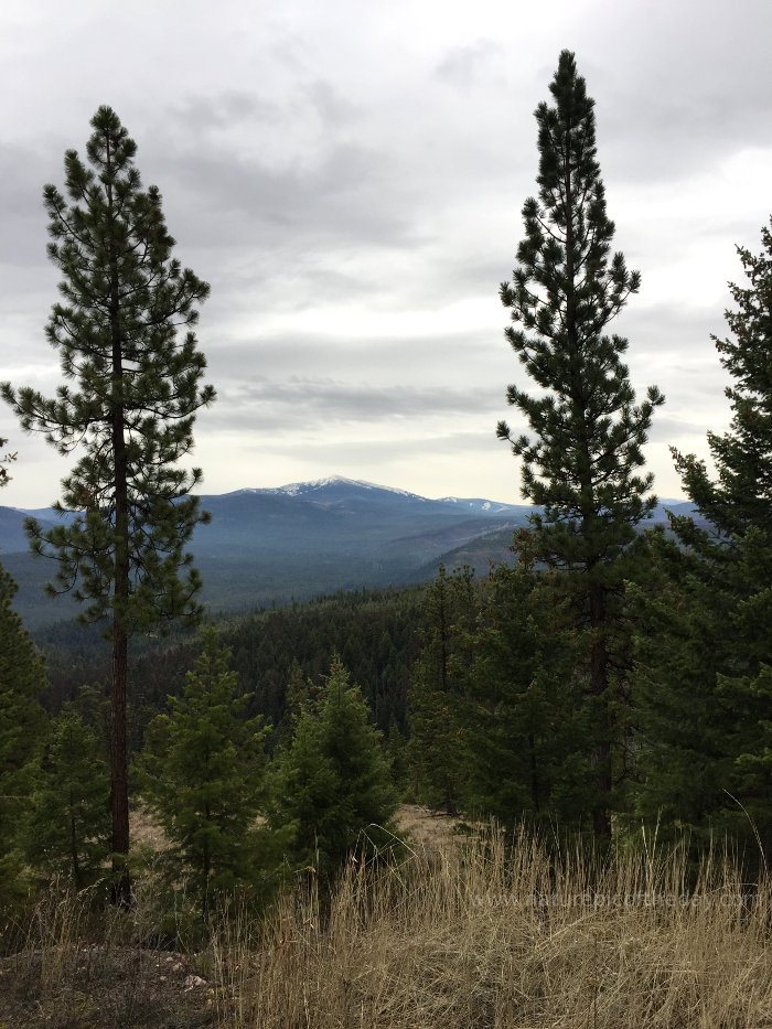 Rocky mountains in Montana