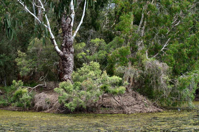 Swamp Tree in Brazil