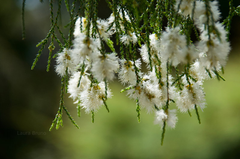 beautiful flowers in Brazil