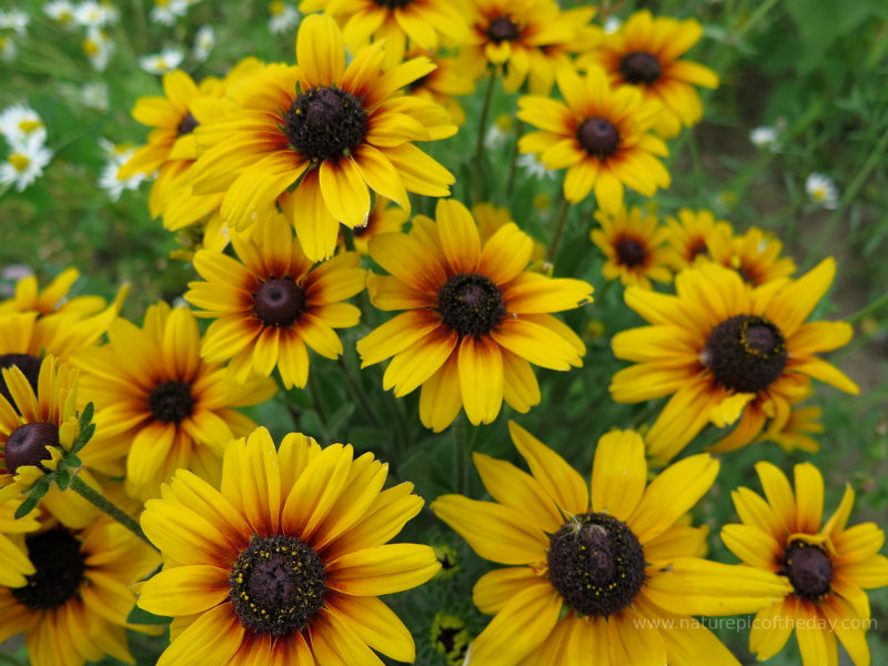 Yellow Thanksgiving  Flowers