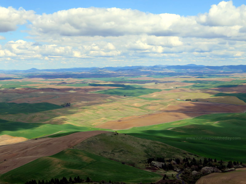 Palouse fields.