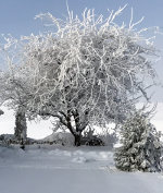 Snow in Idaho