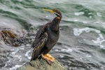 Australian Darter in Australia