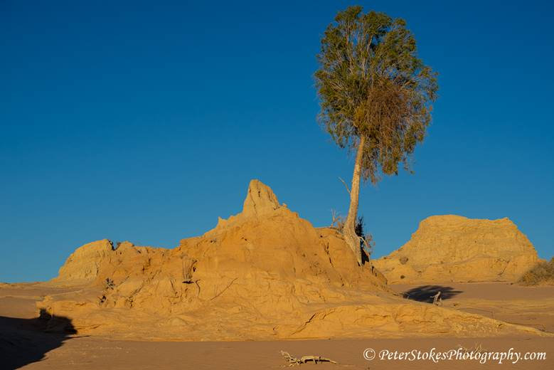 Another Leaning Tree in Australia!