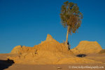 Another Leaning Tree in Australia!