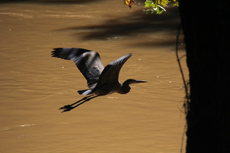 Heron on the move