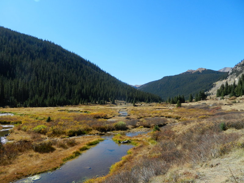 Beautiful meadow in Colorado