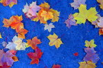 Fallen leaves in the fall