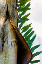 Beautiful bark sculpture in Brazil