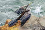 Australian Darter in Port Macquarie, NSW, Australia