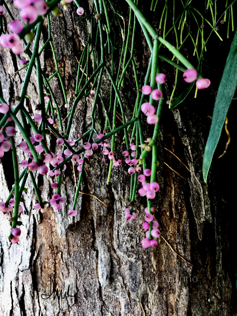 Beautiful tree flowers in Brazil