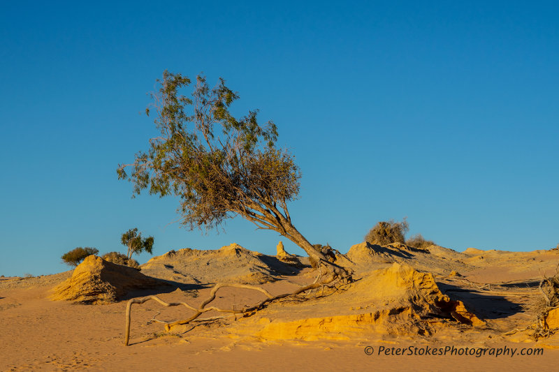 Tree in the desert at  Walls of China, Mungo NP, NSW