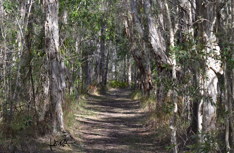 A walk through the woods