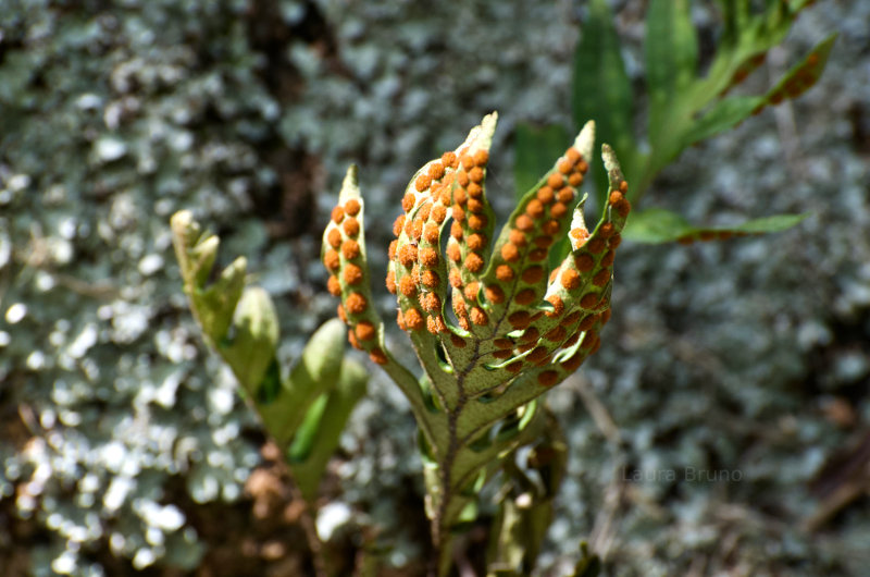 Beautiful Brazilian Flower