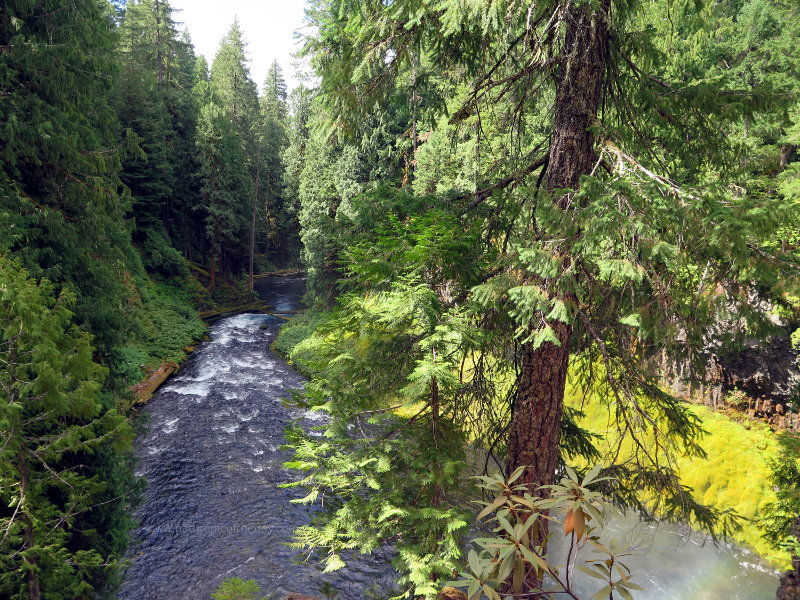 McKenzie River in Oregon