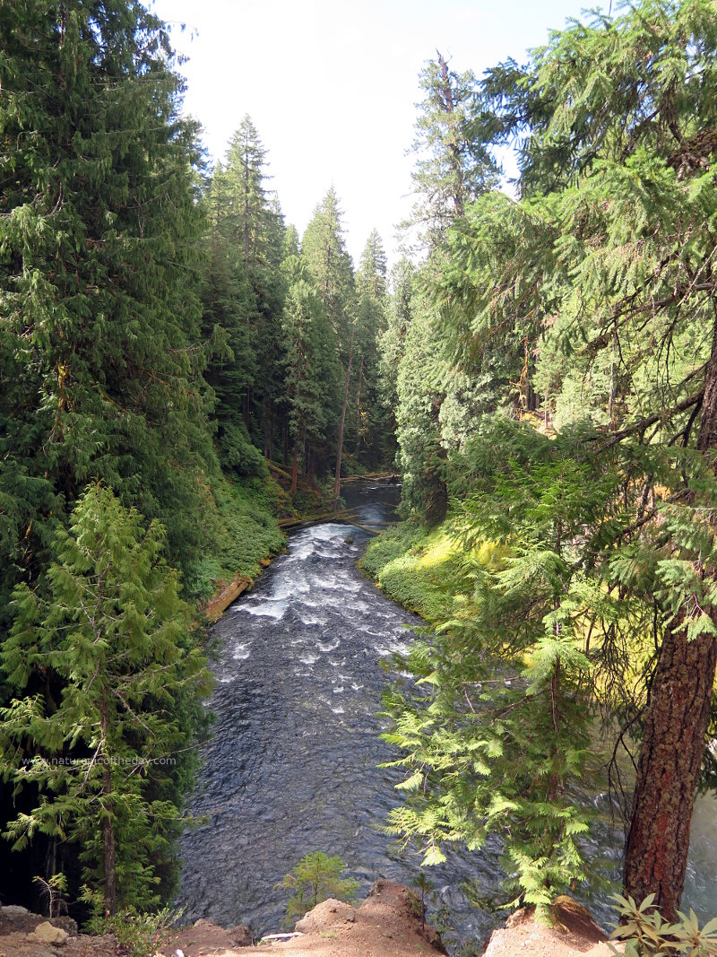 McKenzie River in Oregon