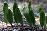 Sprouts in Brazil