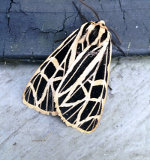 Moth in Barboursville, Virginia