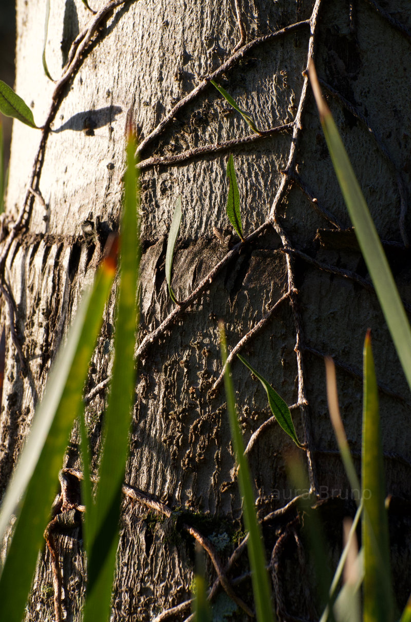 Pretty tree bark