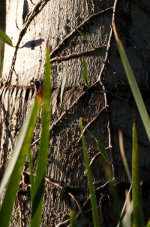 Pretty tree bark