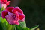 Pretty flower in Brazil