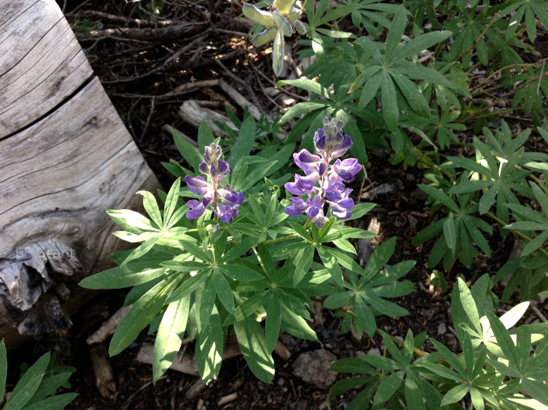 Lupine in the Dixie National Forest, Utah