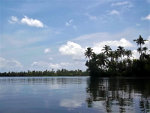 Palm trees in India