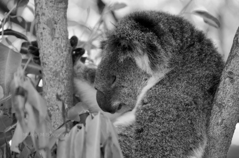 Koala Bear in Australia